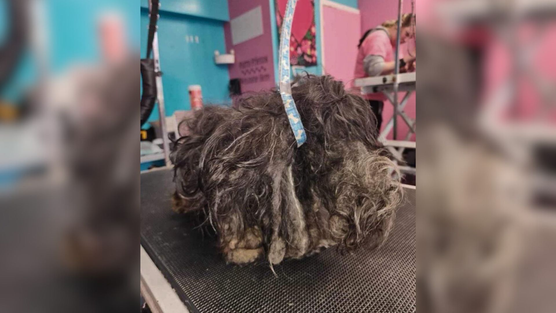 The Emergency Grooming Session Forever Changed The Life Of One Heavily Matted Dog