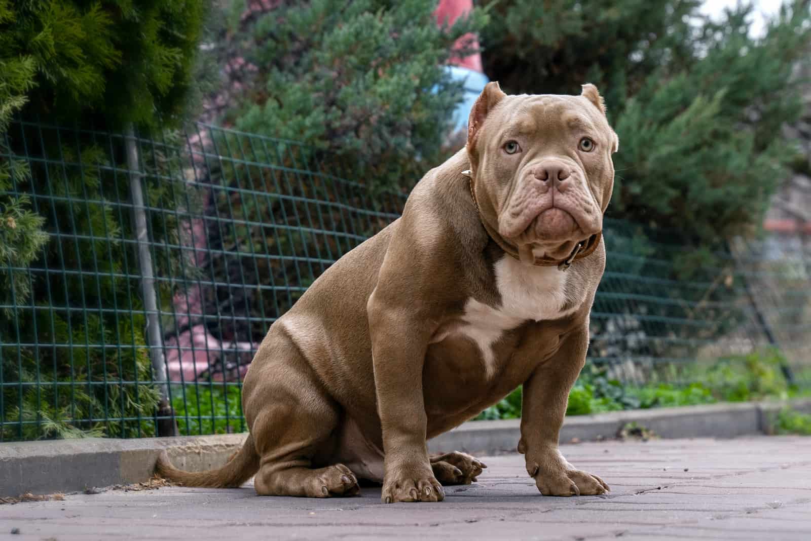 The Exotic Bullie sitting looking at camera