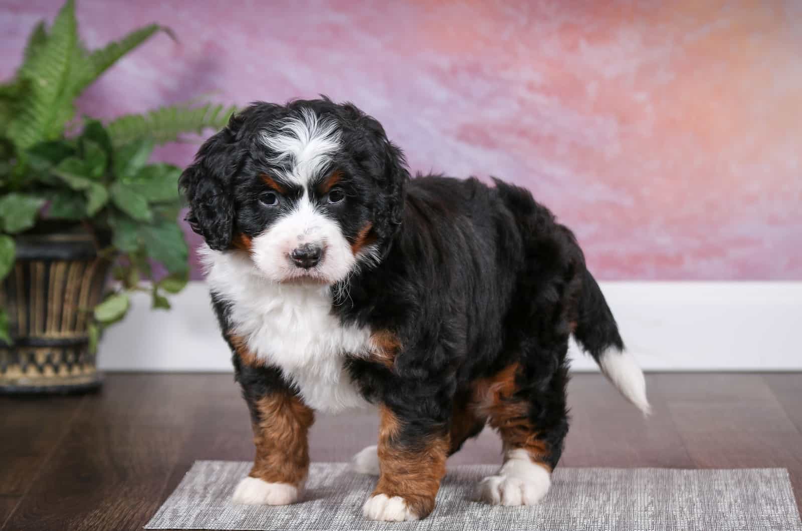 The F1 Mini Bernedoodles stands and stares ahead