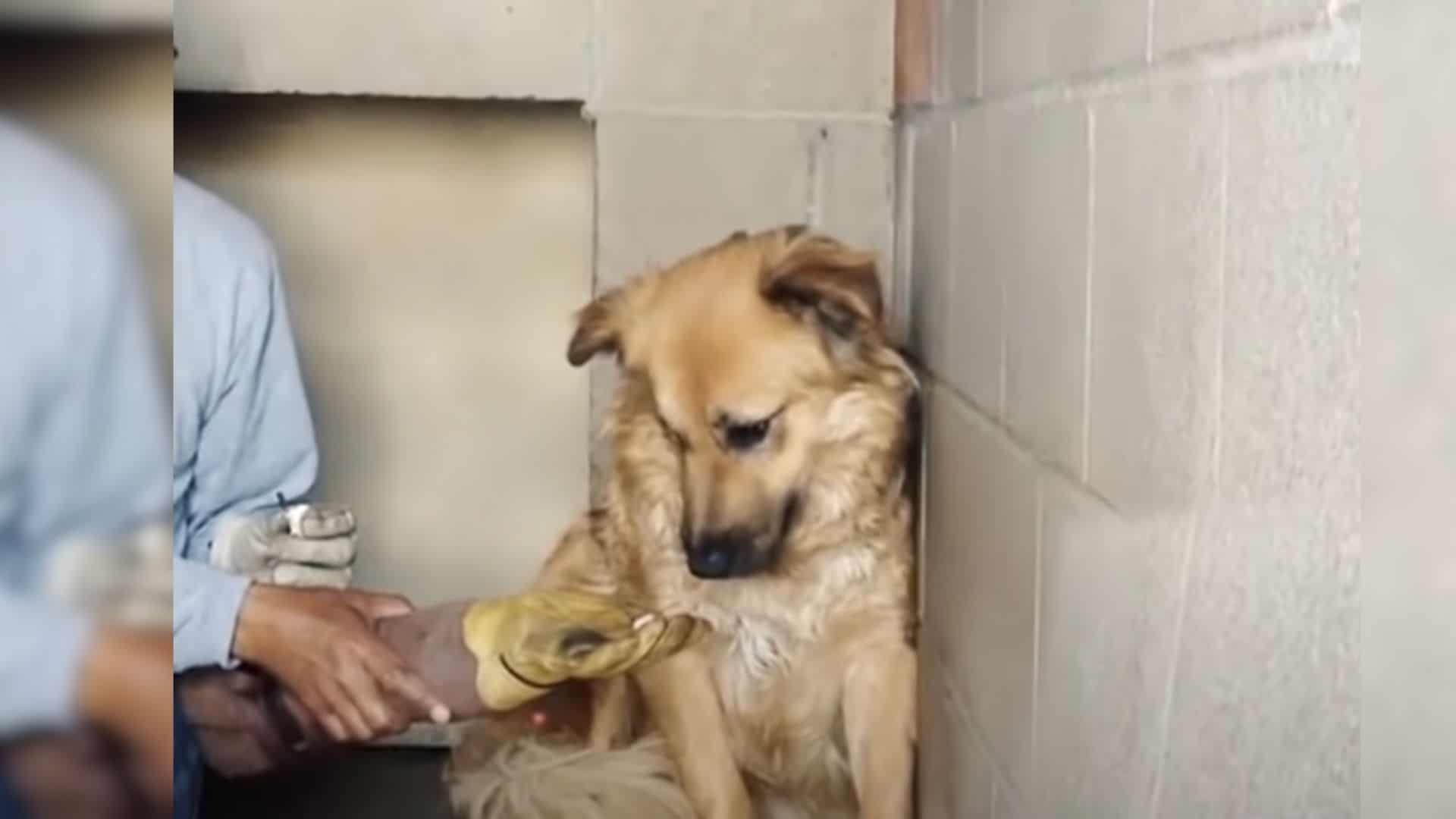 Rescue Dog Frightened Of Humans Learned How To Trust Again