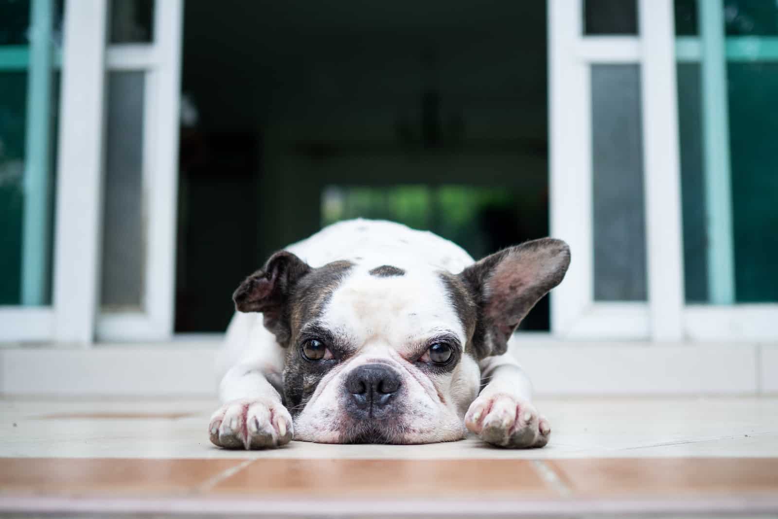 the french bulldog lies outside