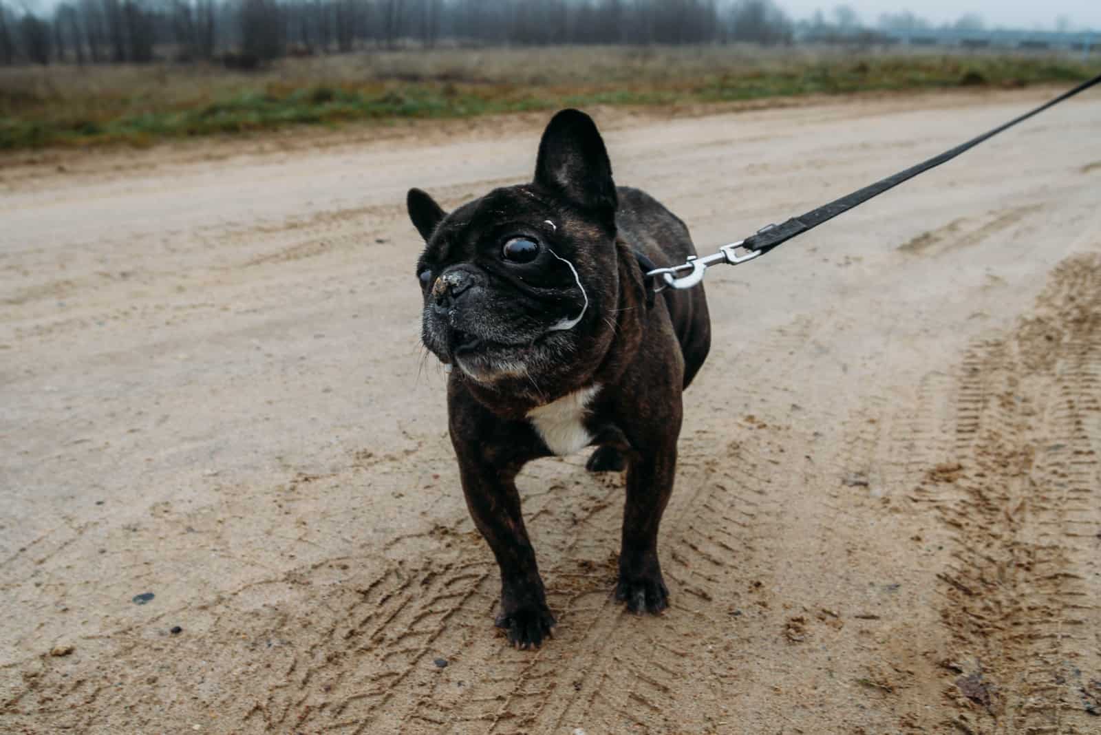 The French bulldog refuses to go home