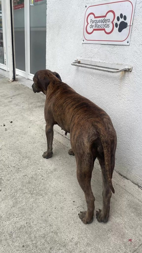 the frozen dog stands on the pavement not moving