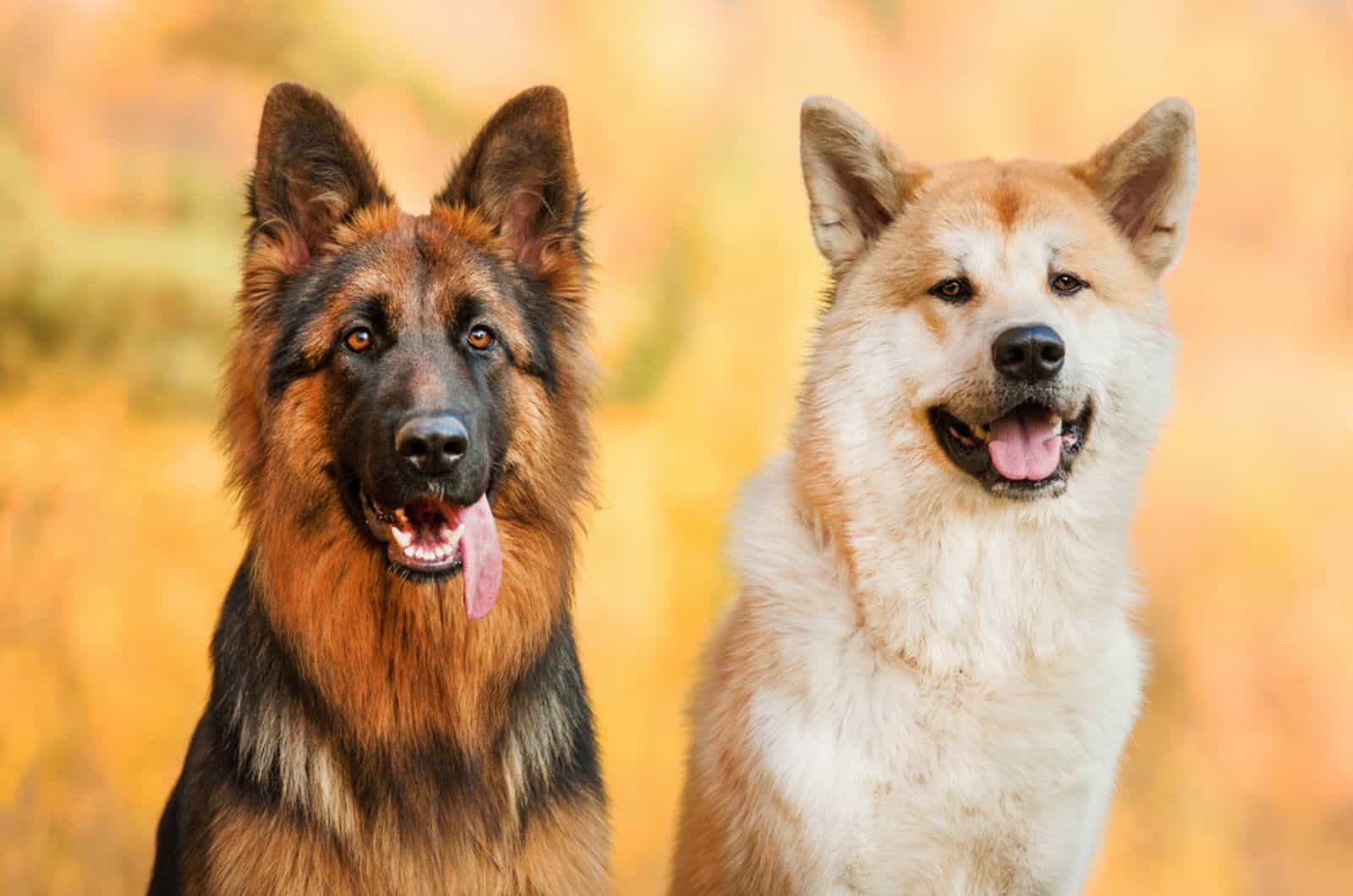 The German Shepherd Akita Mix: What Makes A Good Shepkita?