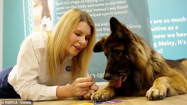 the German shepherd follows the woman closely