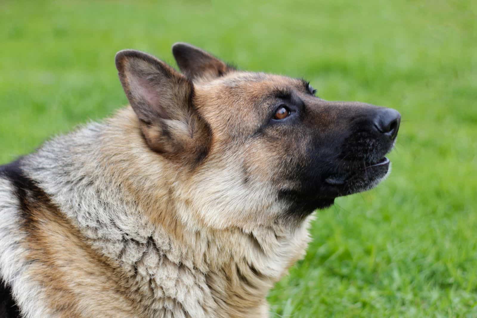 the German shepherd howls