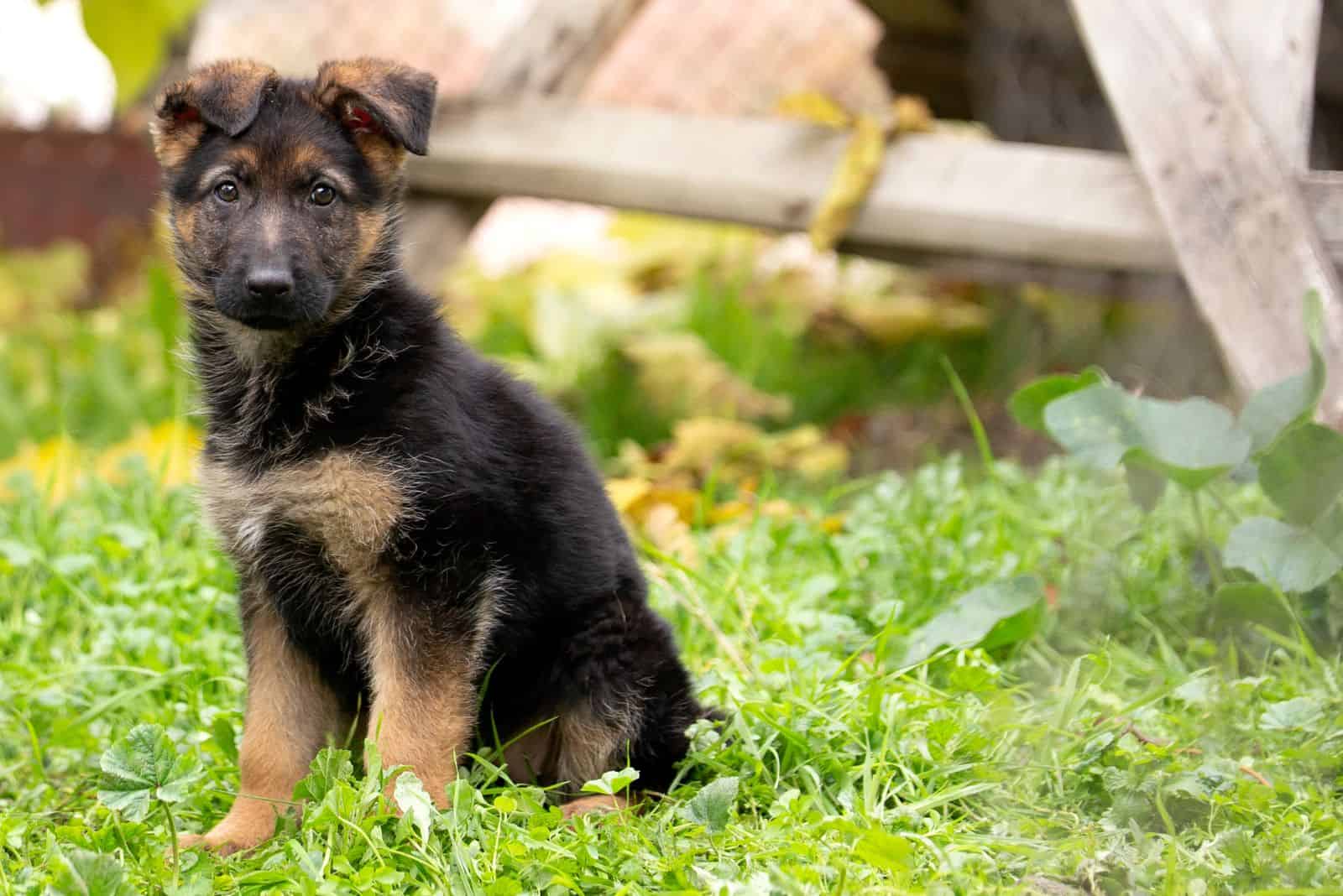 The German Shepherd is sitting in the field