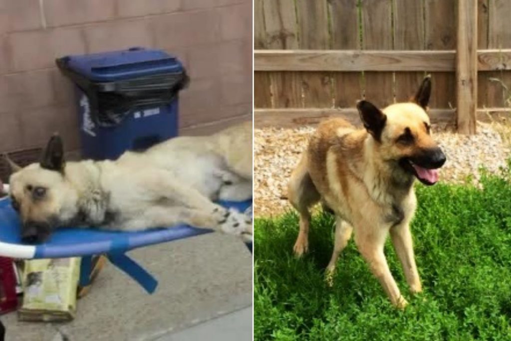 the German shepherd lies sad before adoption and then plays in the garden