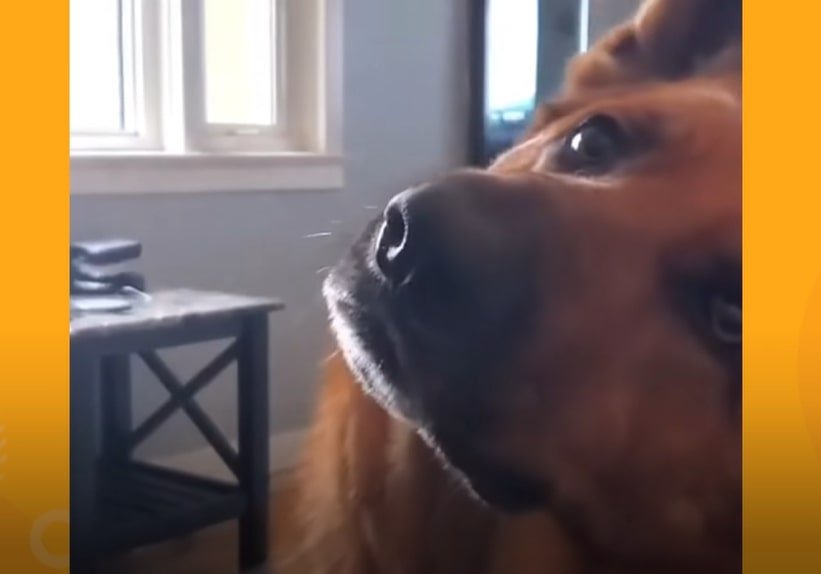 the German shepherd listens closely