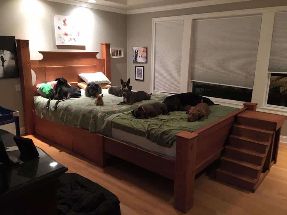 the giant bed with all rescue dogs on it
