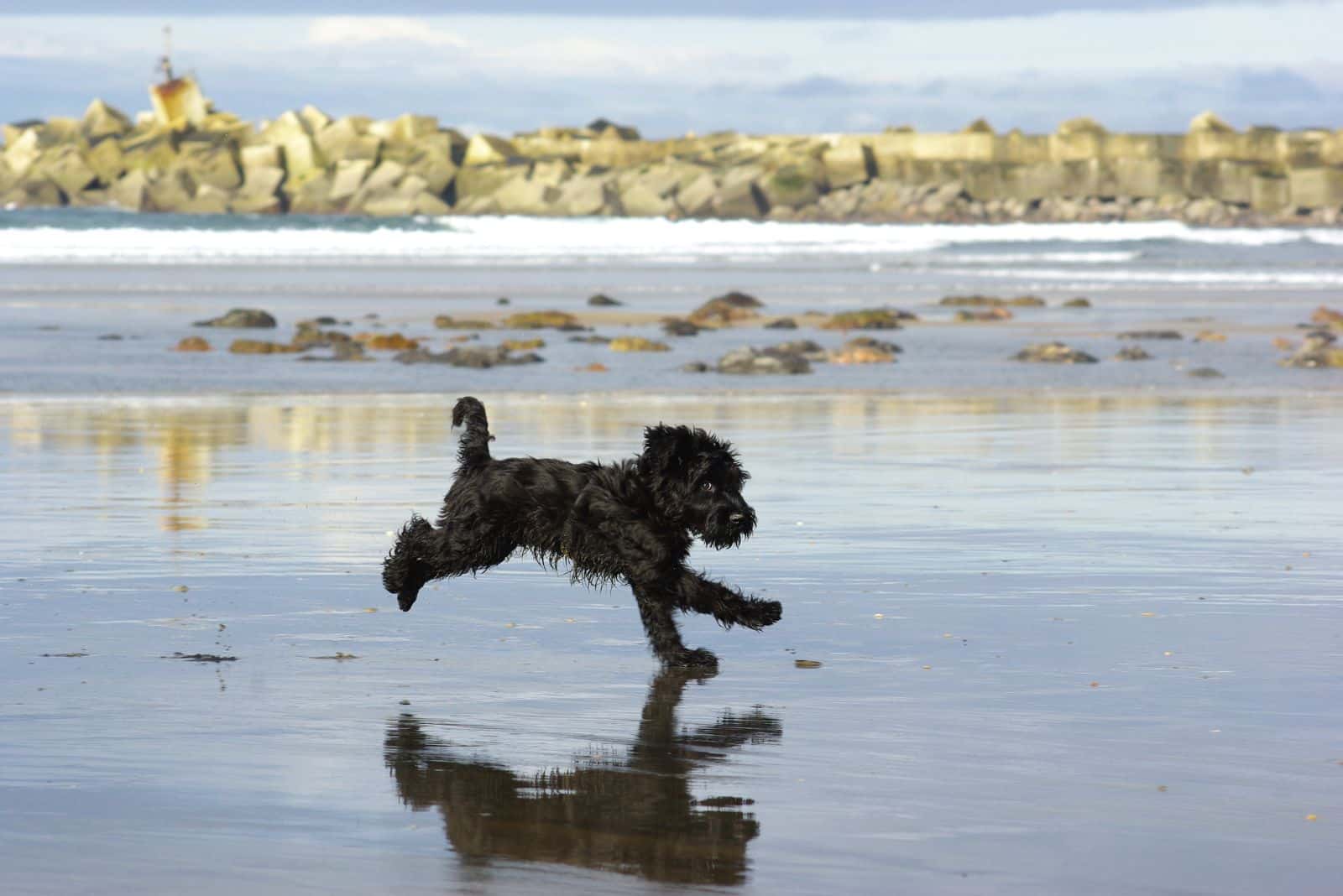 The Giant Schnoodle: This One Will Make You Love Dogs Even More