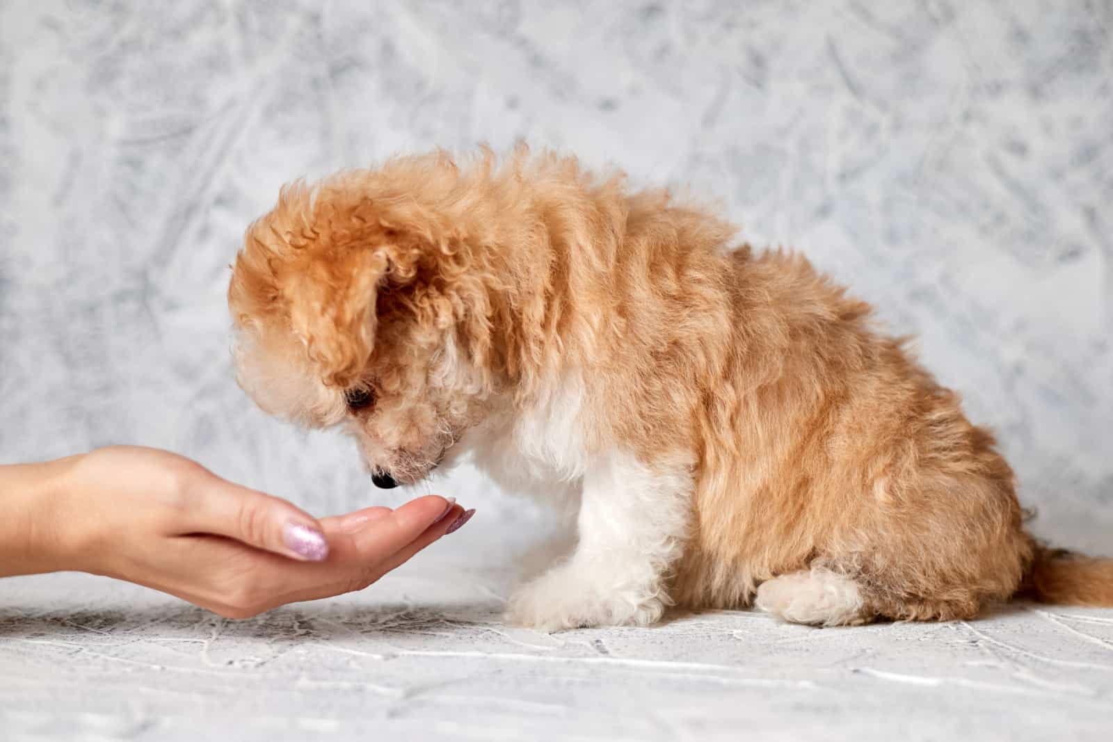 The girl feeds the Maltipoo puppy from her hands