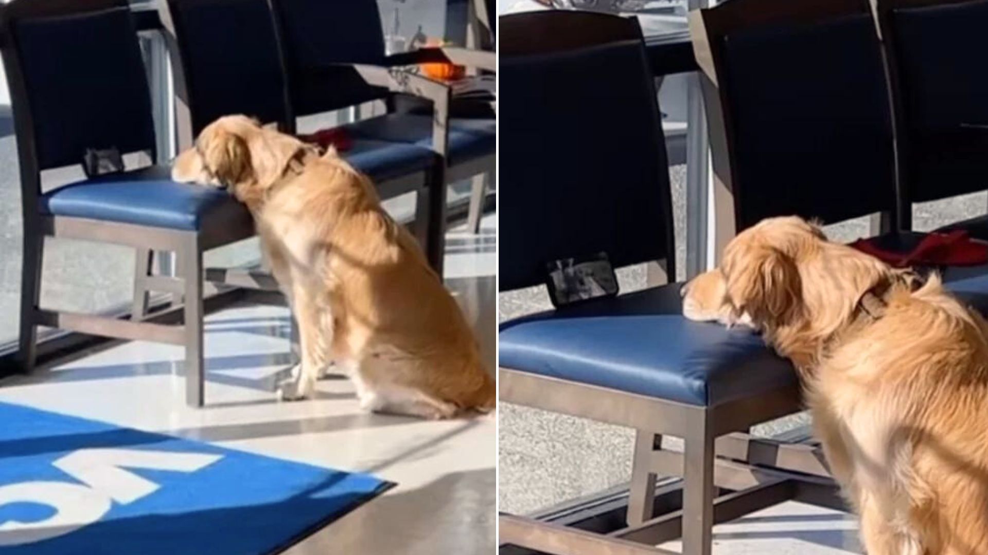 The Golden Pup Enjoys Her Favorite Show While Waiting For The Vet To Receive Her