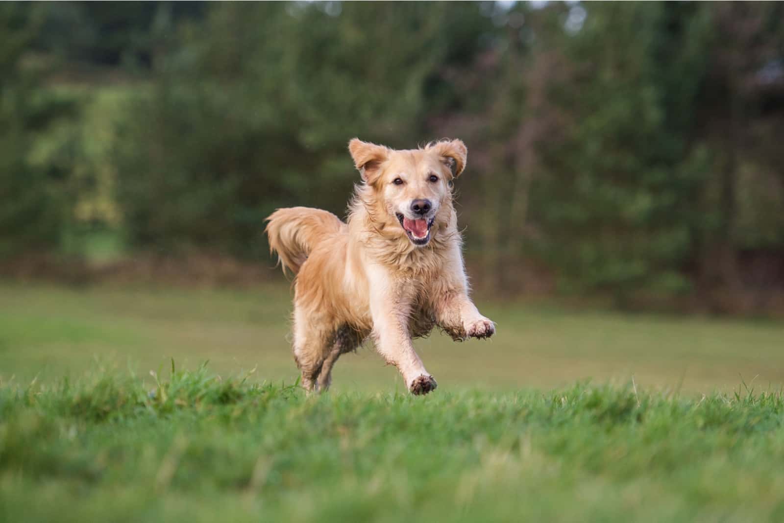 the golden retriever runs across the meadow