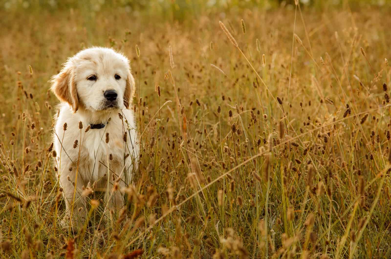 The Golden Retriever walks the field