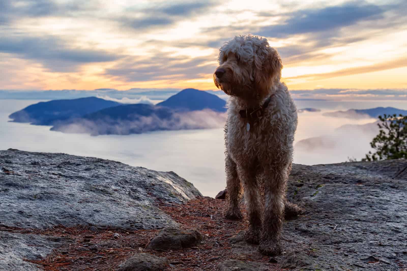 The Goldendoodle Lifespan: How Long Do Goldendoodles Live?