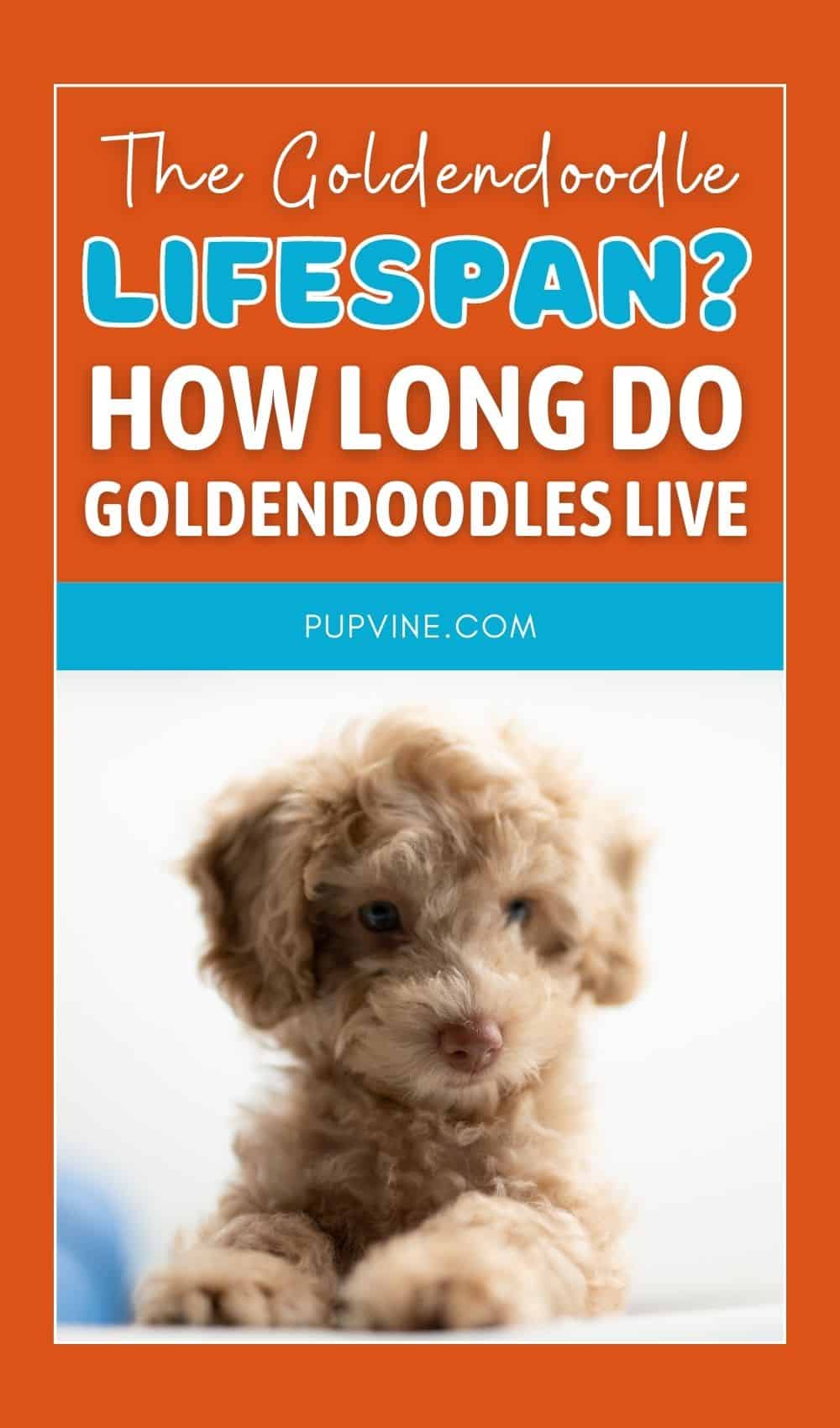 The Goldendoodle Lifespan: How Long Do Goldendoodles Live?