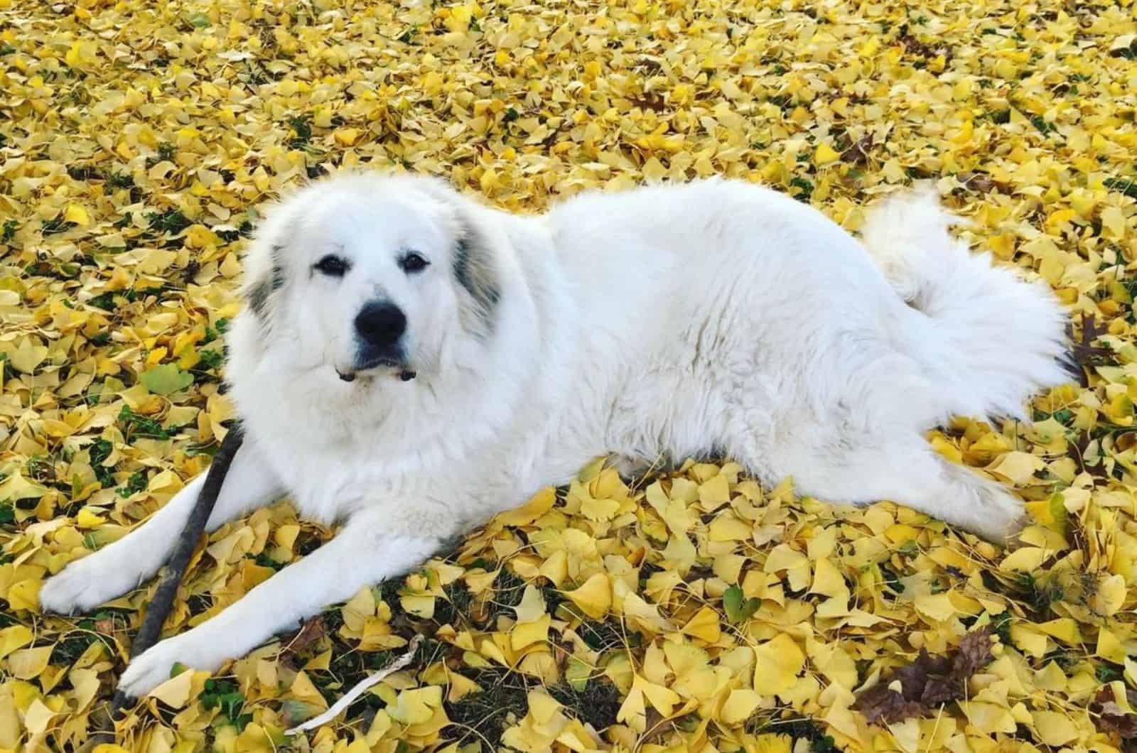 The Great Pyrenees Newfoundland Mix: Gentle Giants 101