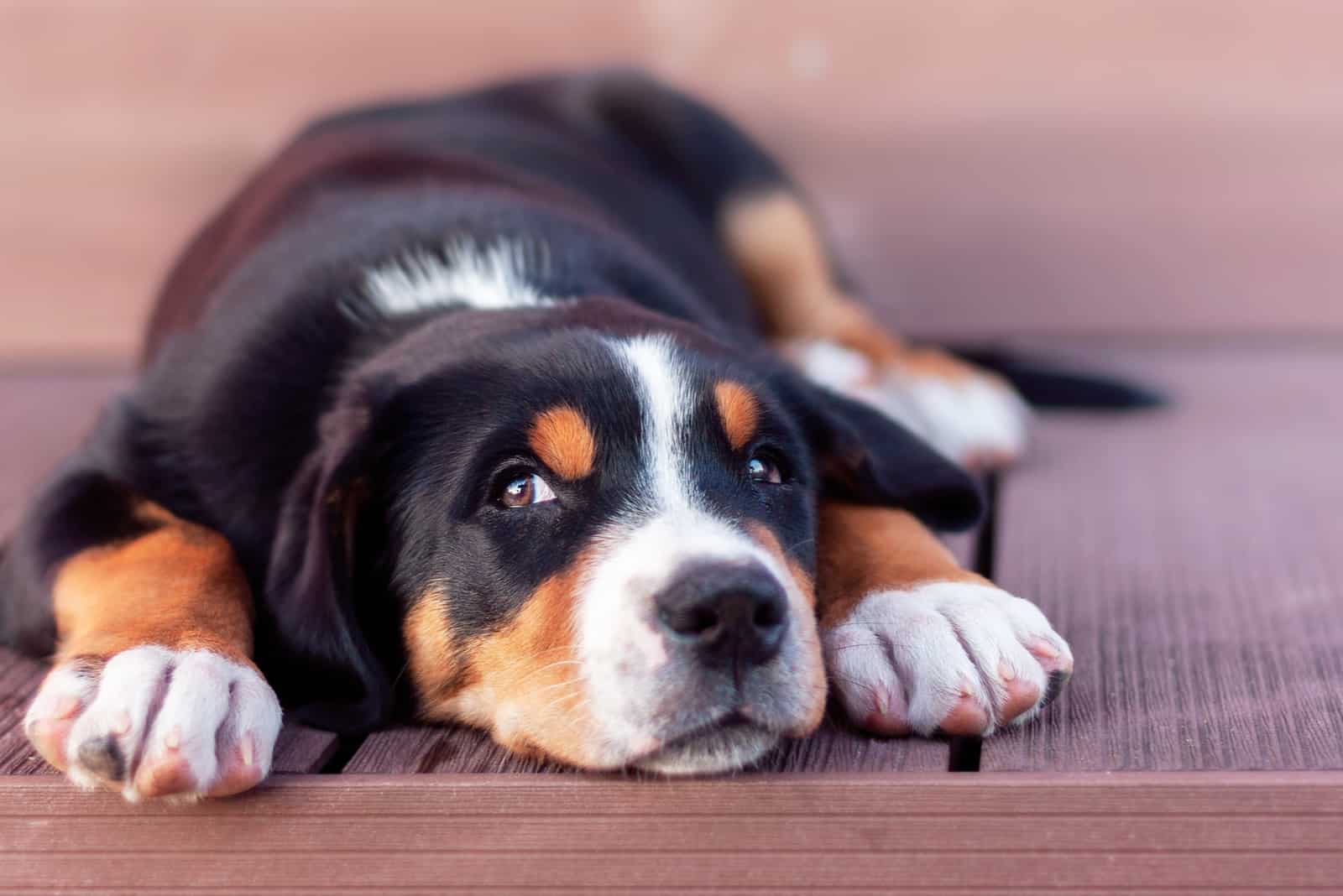 The Greater Swiss Mountain Dog laying on the wooden floor