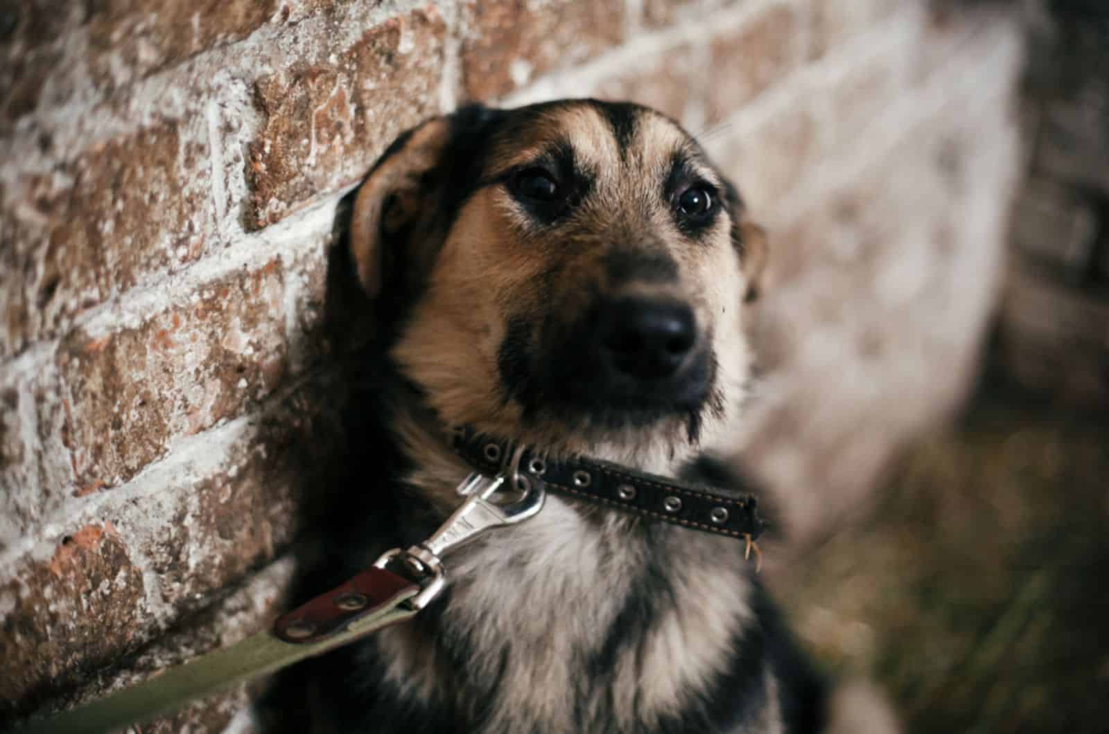 The GSD Daisy Was Scared Of Everything When We First Met Her