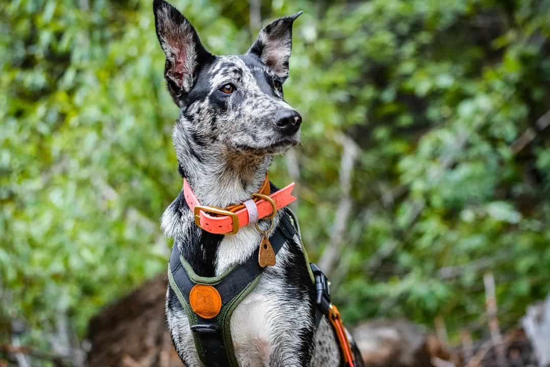 The Hanging Tree Dog sitting outside