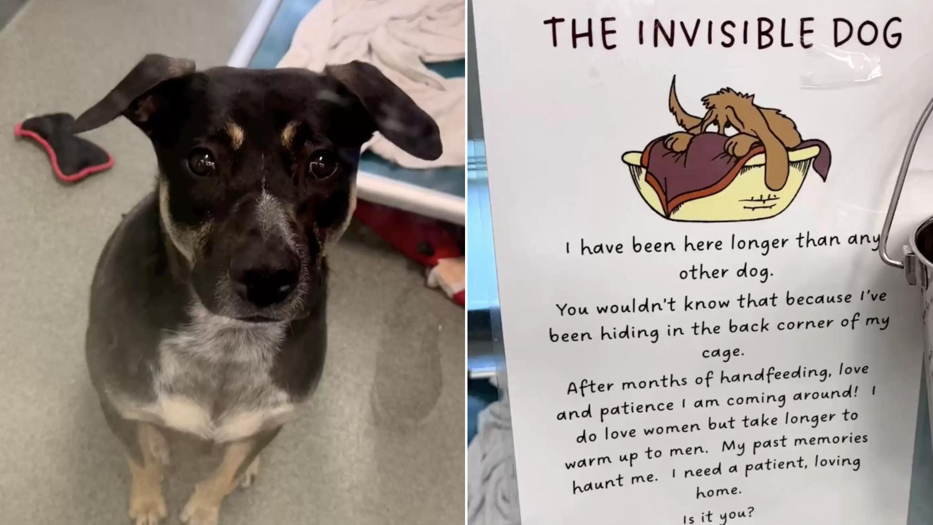 ‘Invisible Pup’ Constantly Overlooked At Shelter Due To Her Fear Of Humans Finds Forever Home