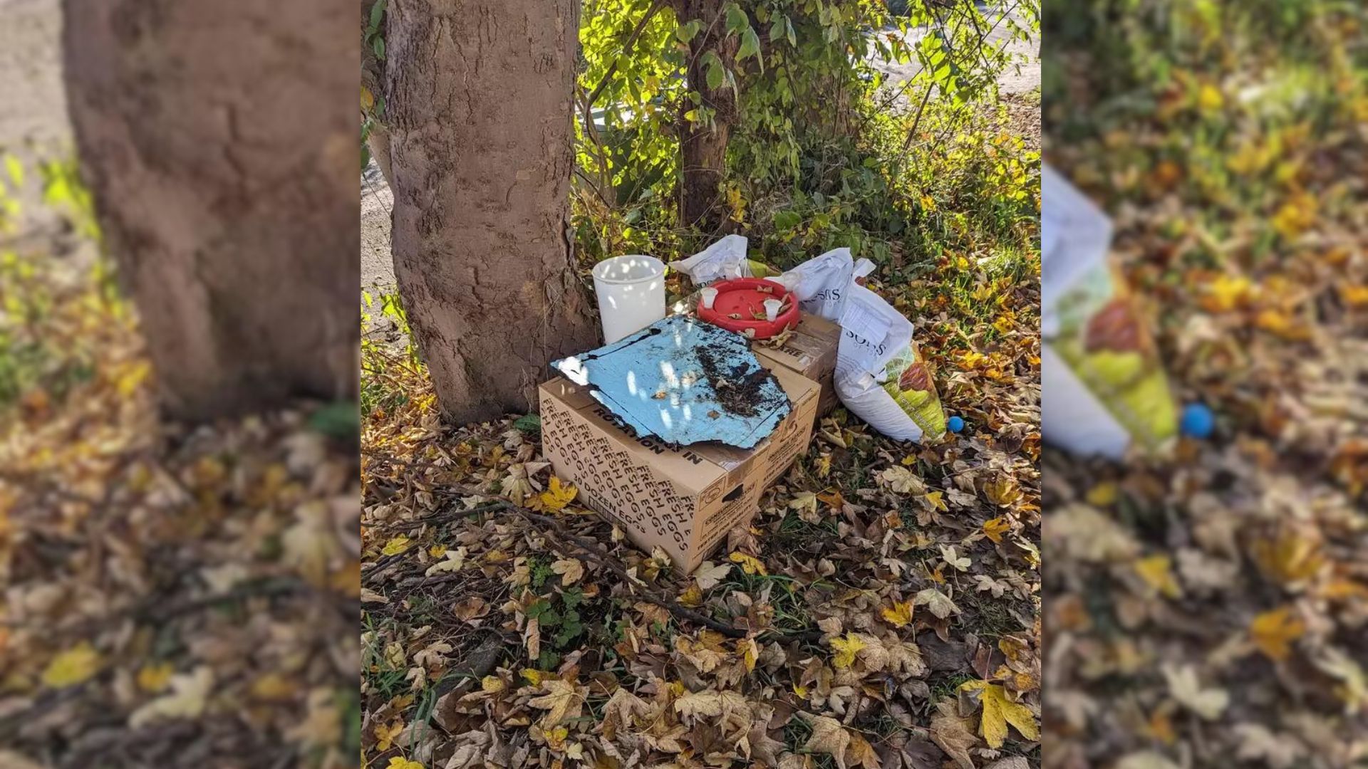 Homeowner Saw A Strange Box Near The Road So He Went To Investigate And Was Surprised By The Discovery