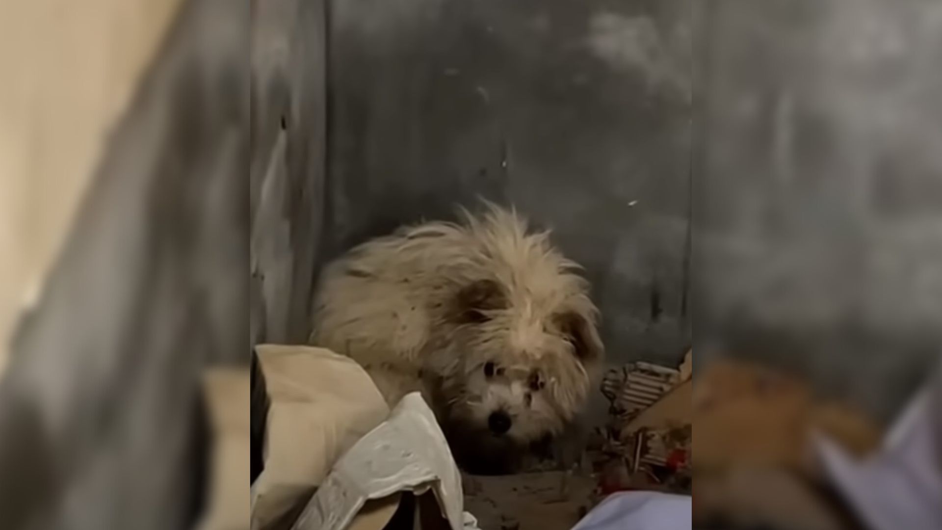 Rescuers Were Shocked To See This Dog In An Abandoned House So They Decided To Help