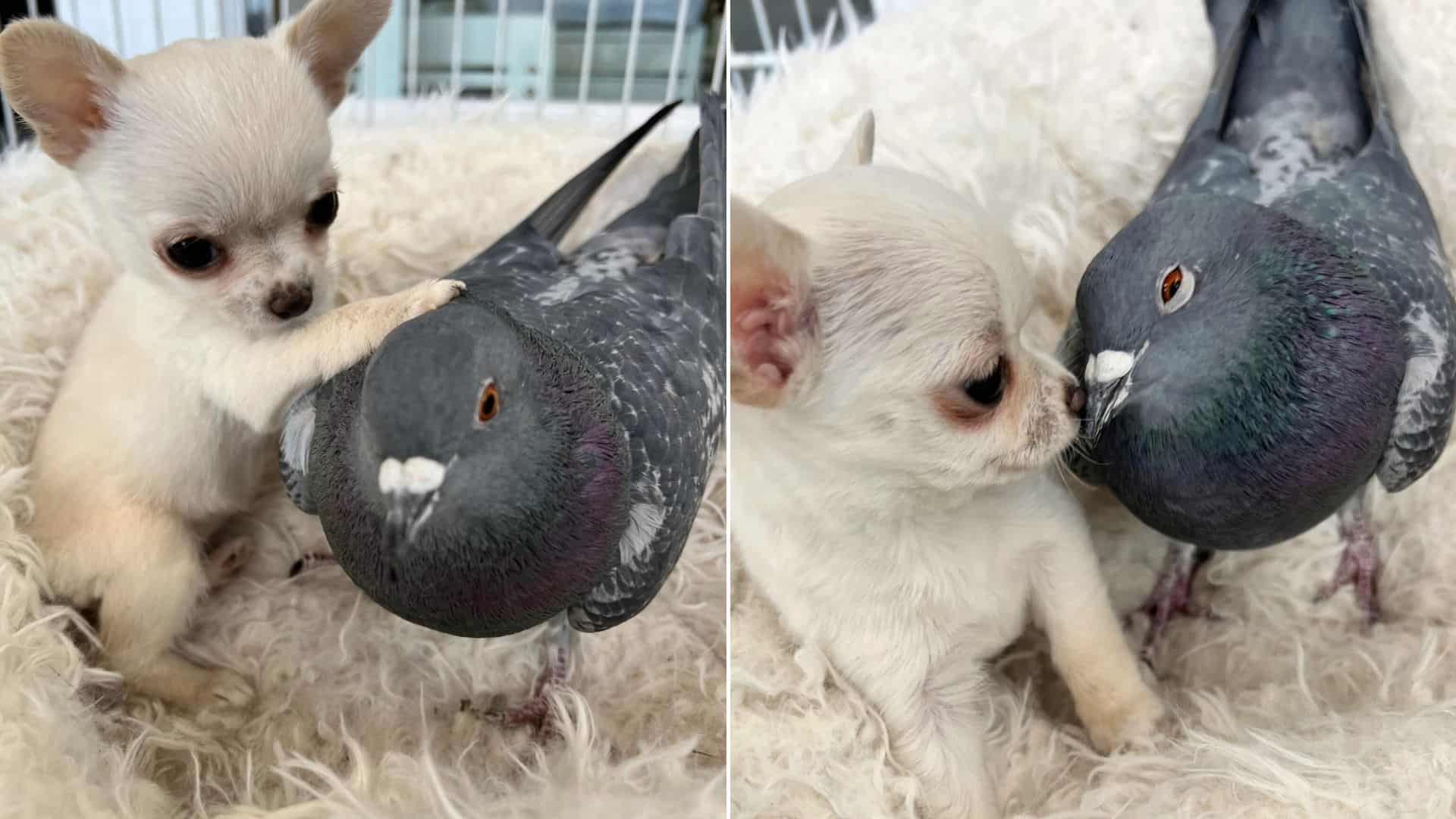 The Inspiring Friendship Between A Pigeon And A Chihuahua