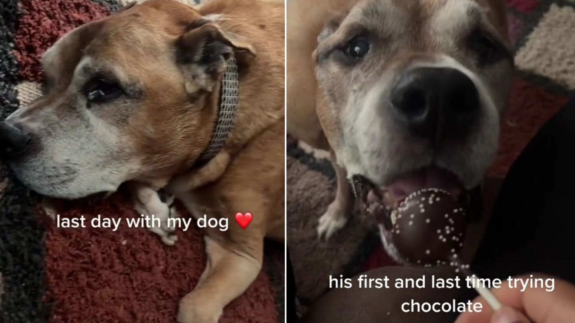 The Internet Cried Over This Owner Giving Her Dog The Best Last Day Ever