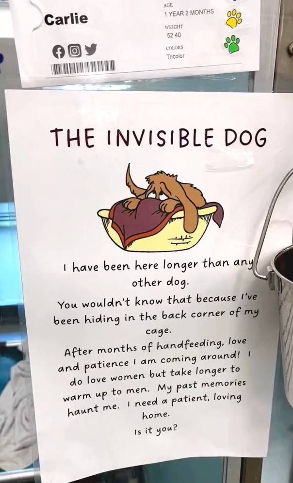 the invible dog