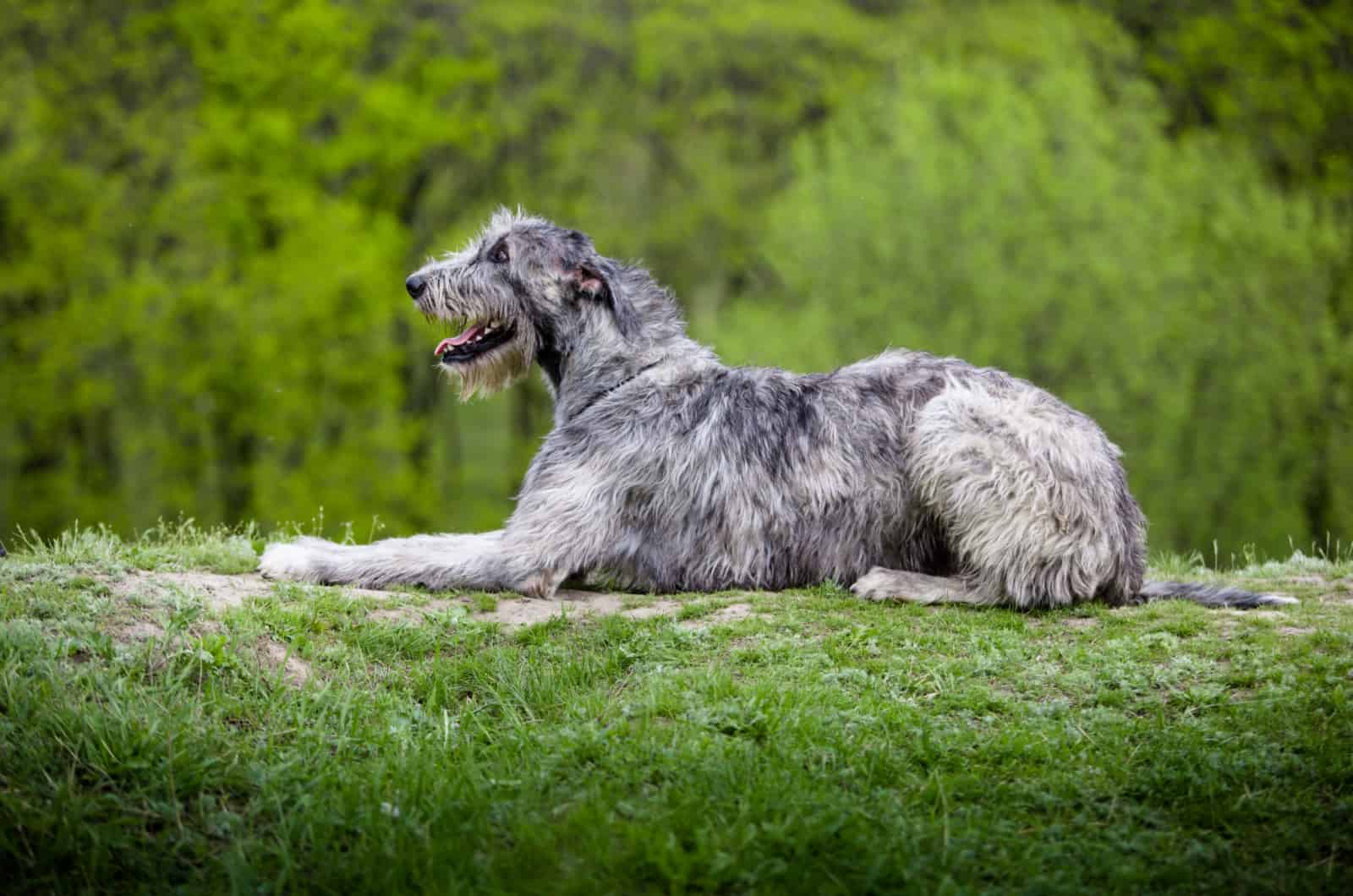 The Irish Wolfhound Feeding Chart: Diet For The Tallest Dog