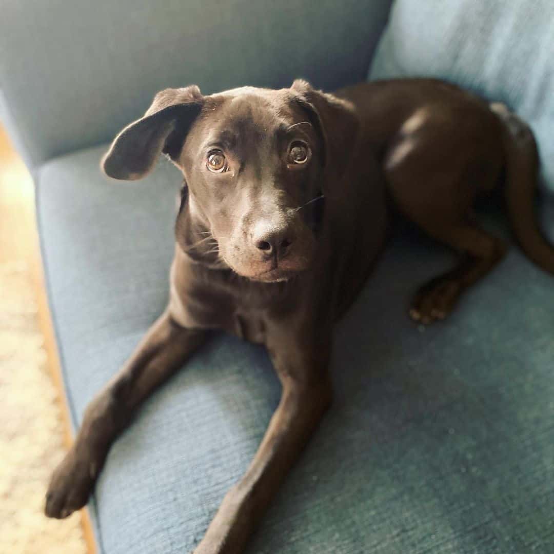 The Lab Catahoula Mix is lying on the couch