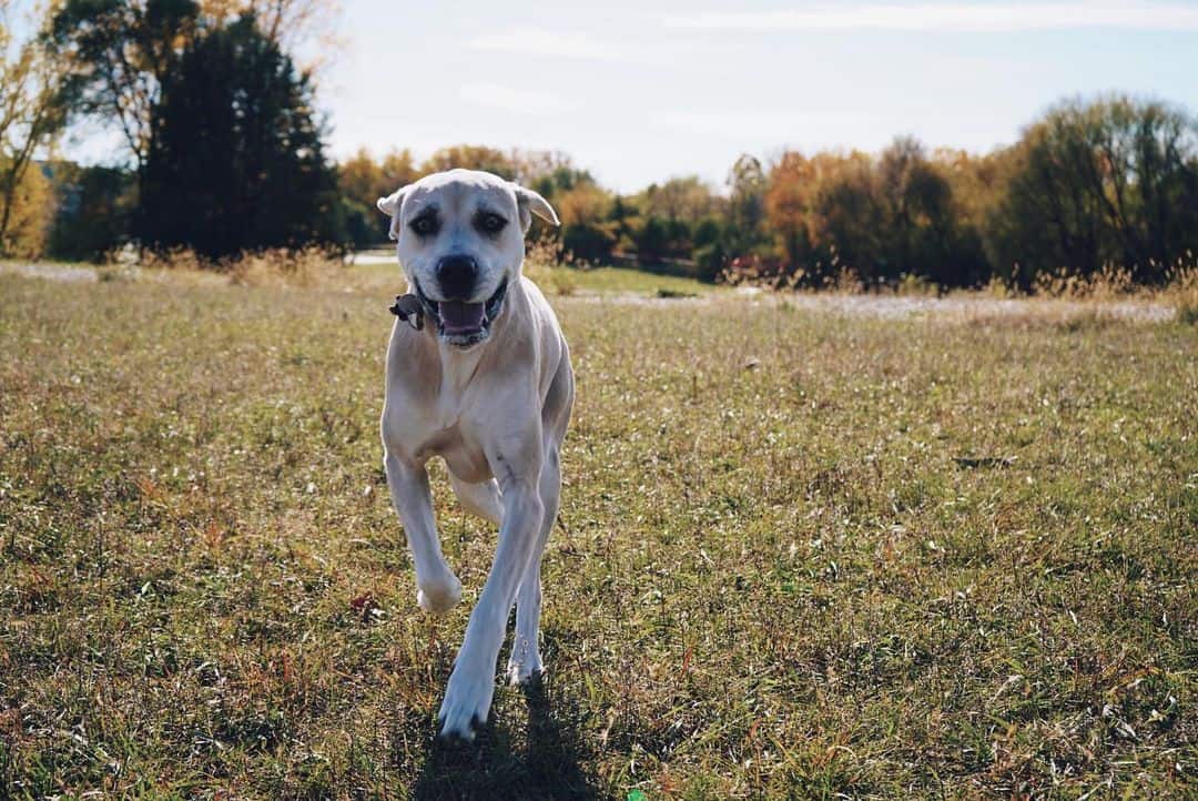 The Lab Catahoula Mix runs across the field