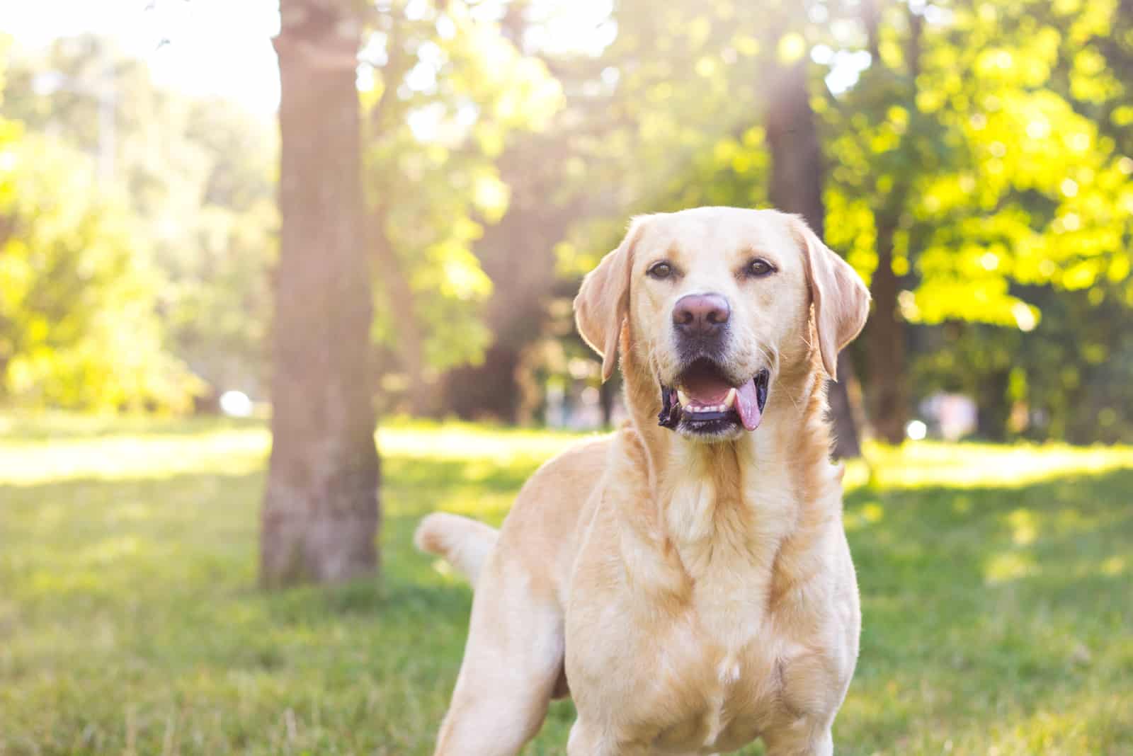 the labrador lies in the grass