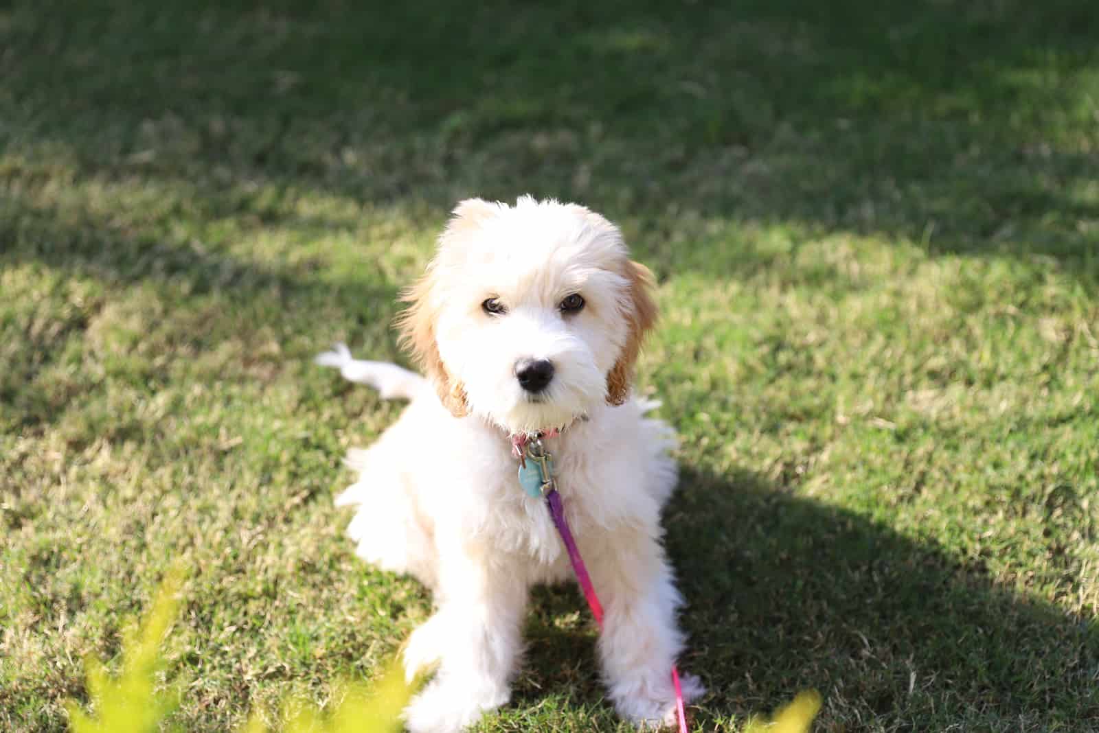 The little cavapoo puppy in the garden