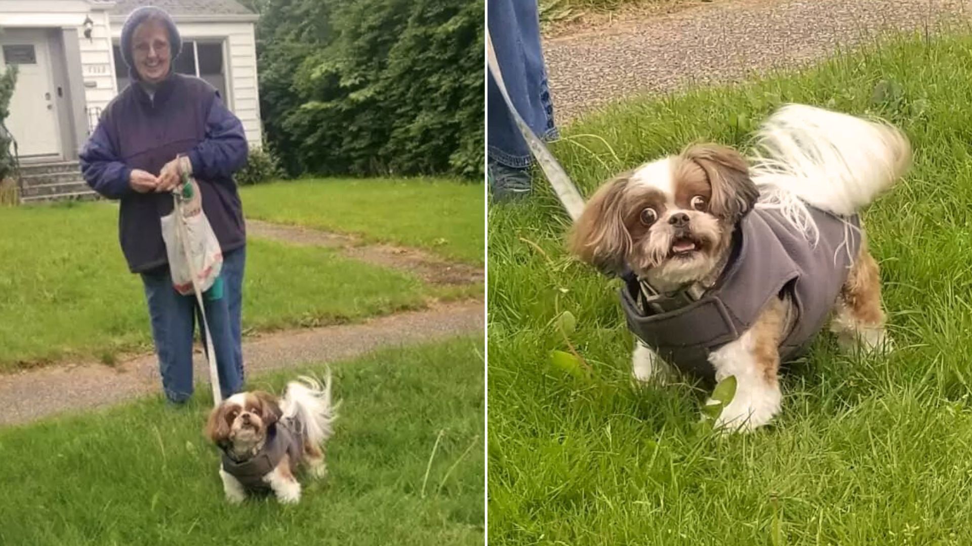 The Little Dog Was Absolutely Shocked To See Her Groomer Outside The Salon