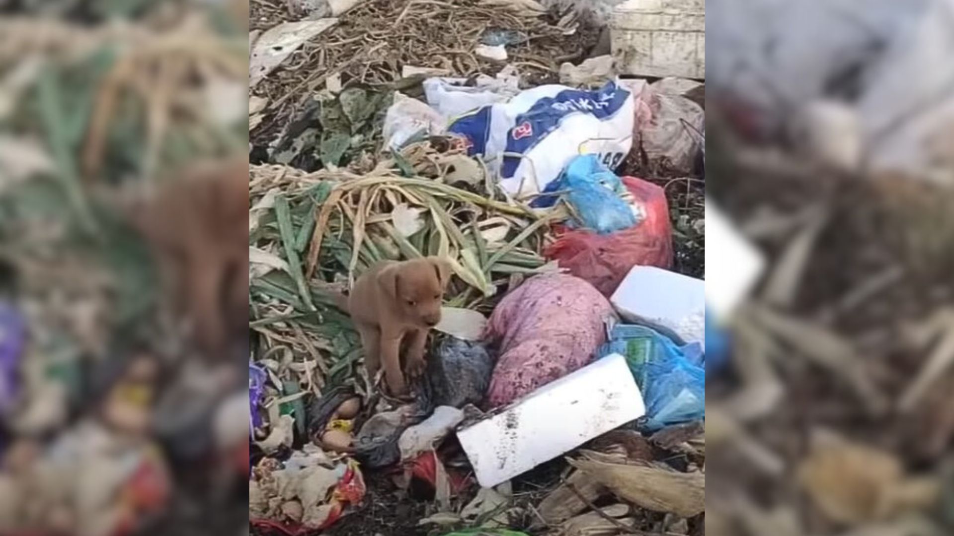 Rescuers Left Heartbroken After Finding A Pup Who Lived In Plastic Bags And Had To Eat Leftovers To Survive