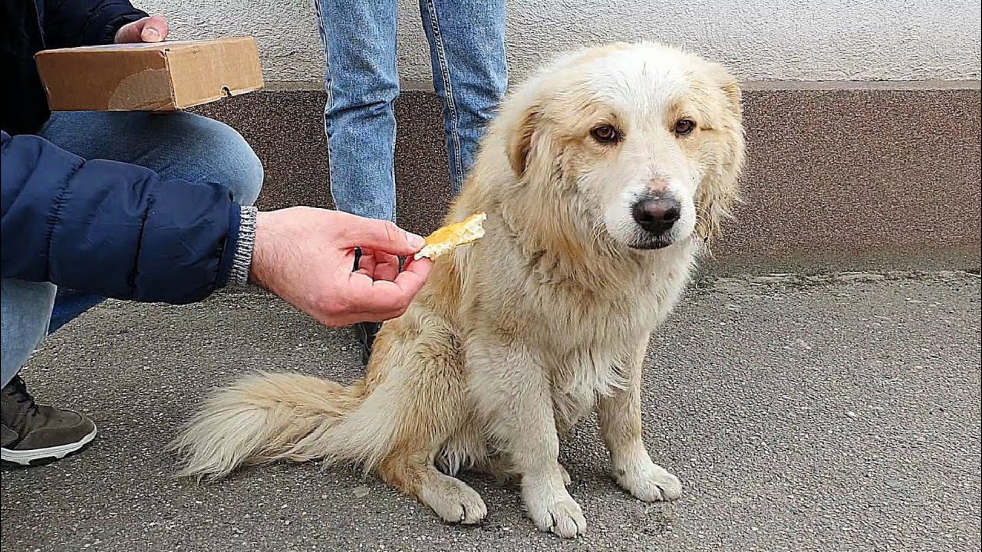 The Lonely Stray Pup Kept Smiling And Following Passers-By, Hoping That They Would Give Him A Home