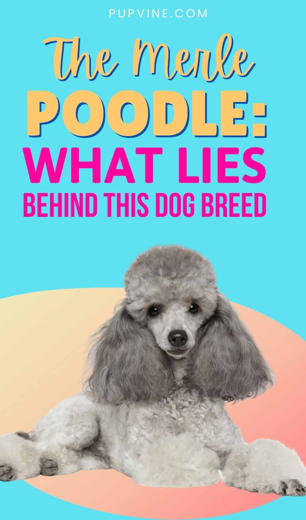 The Merle Poodle: What Lies Behind This Dog Breed