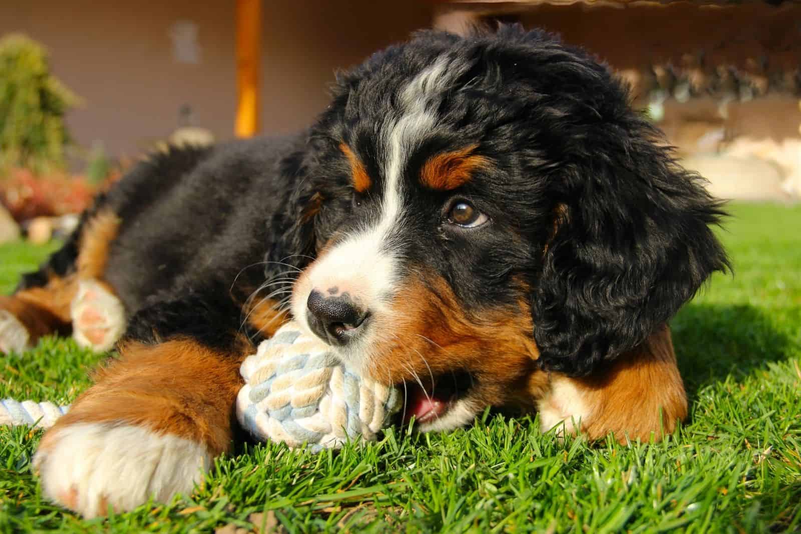 The Mini Bernese Mountain Dog: Shrinking A Gentle Giant