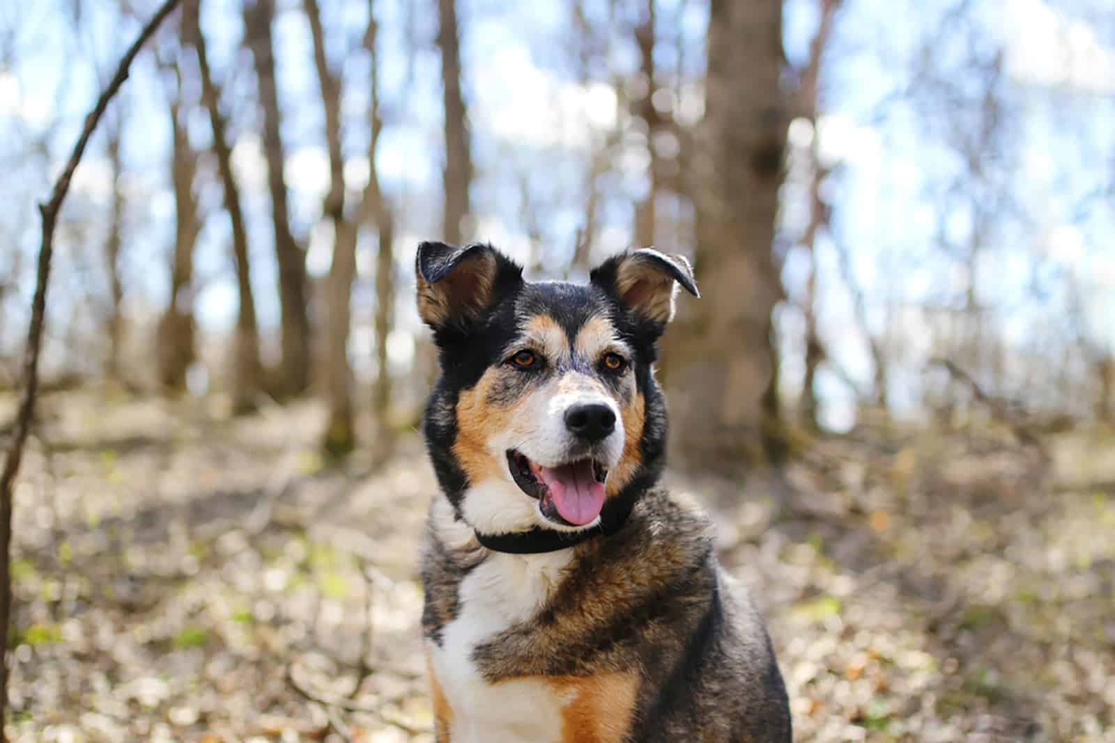 The Miniature German Shepherd: Mini Cuteness Overload