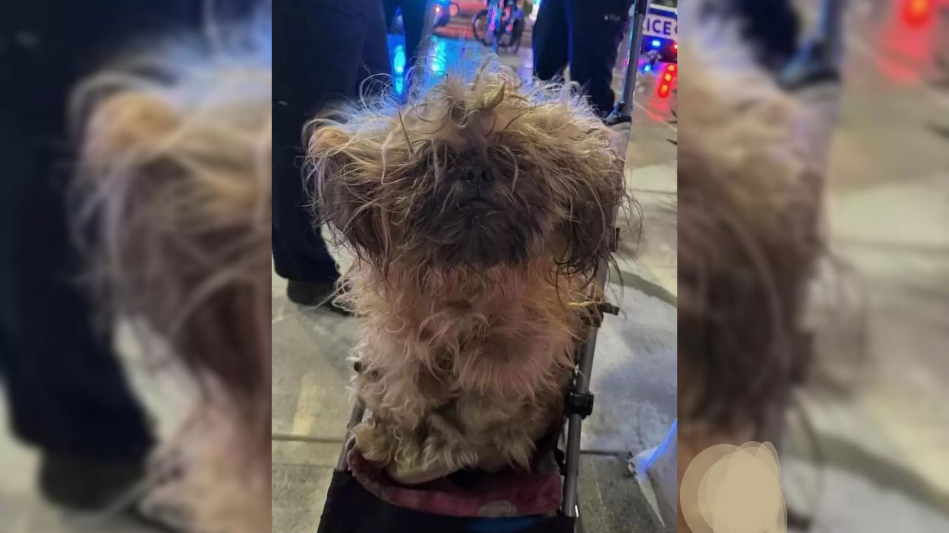 The Most Pawdorable Face Was Hiding Under Tangled Mass Of Matted Fur