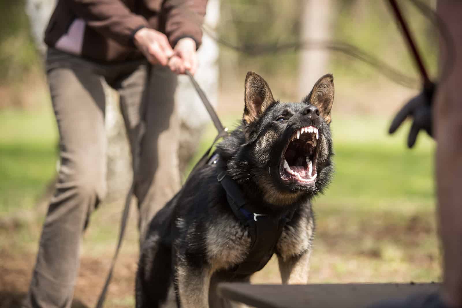 the owner trains an aggressive dog