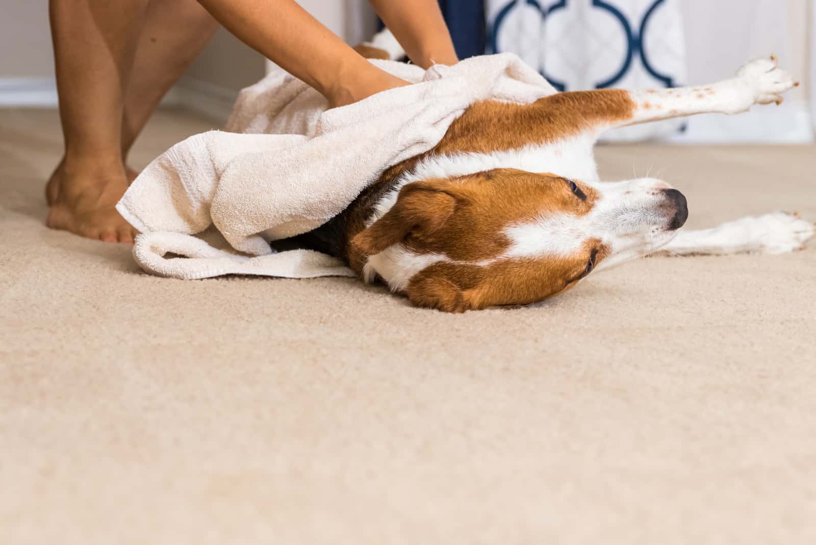 the person wipes the hunting dog with a towel