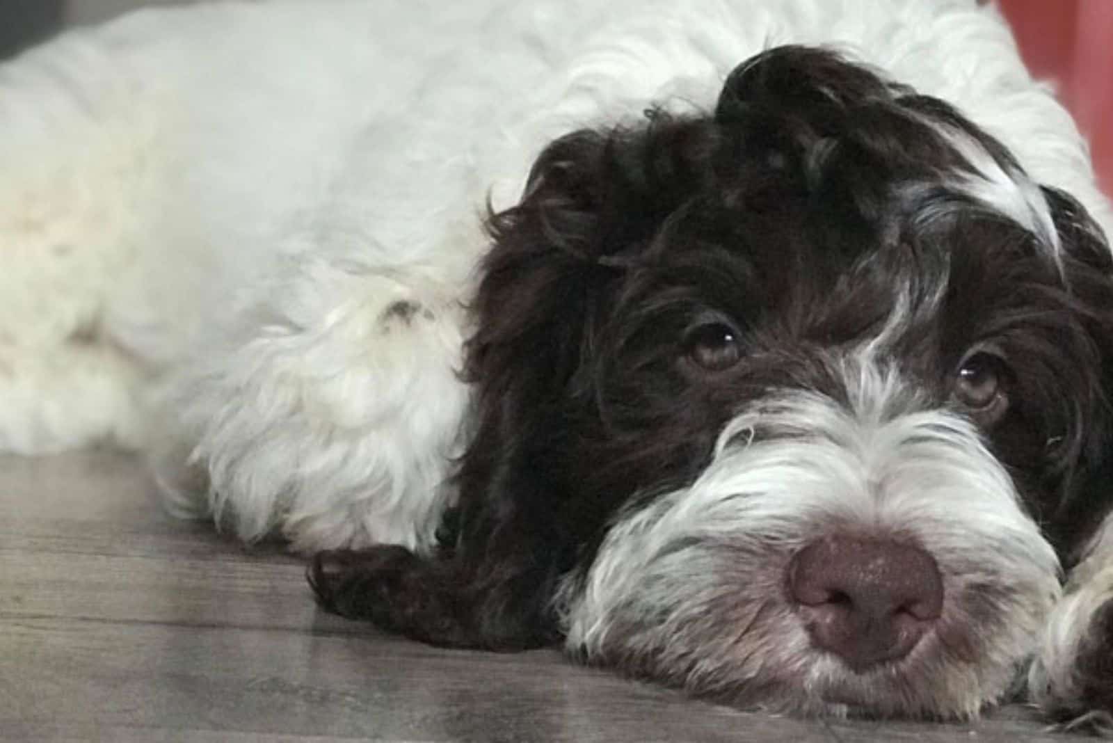 The Phantom Labradoodle lies on the floor