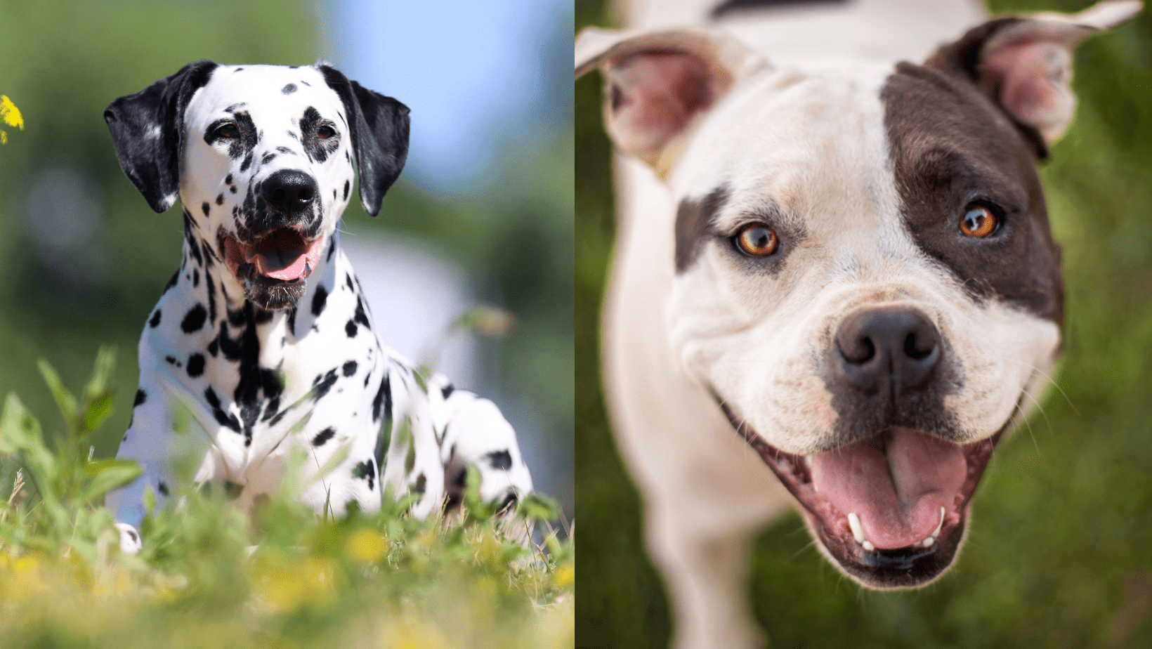 The Pitbull Dalmatian Mix: An Intro To The Pitmatian Breed