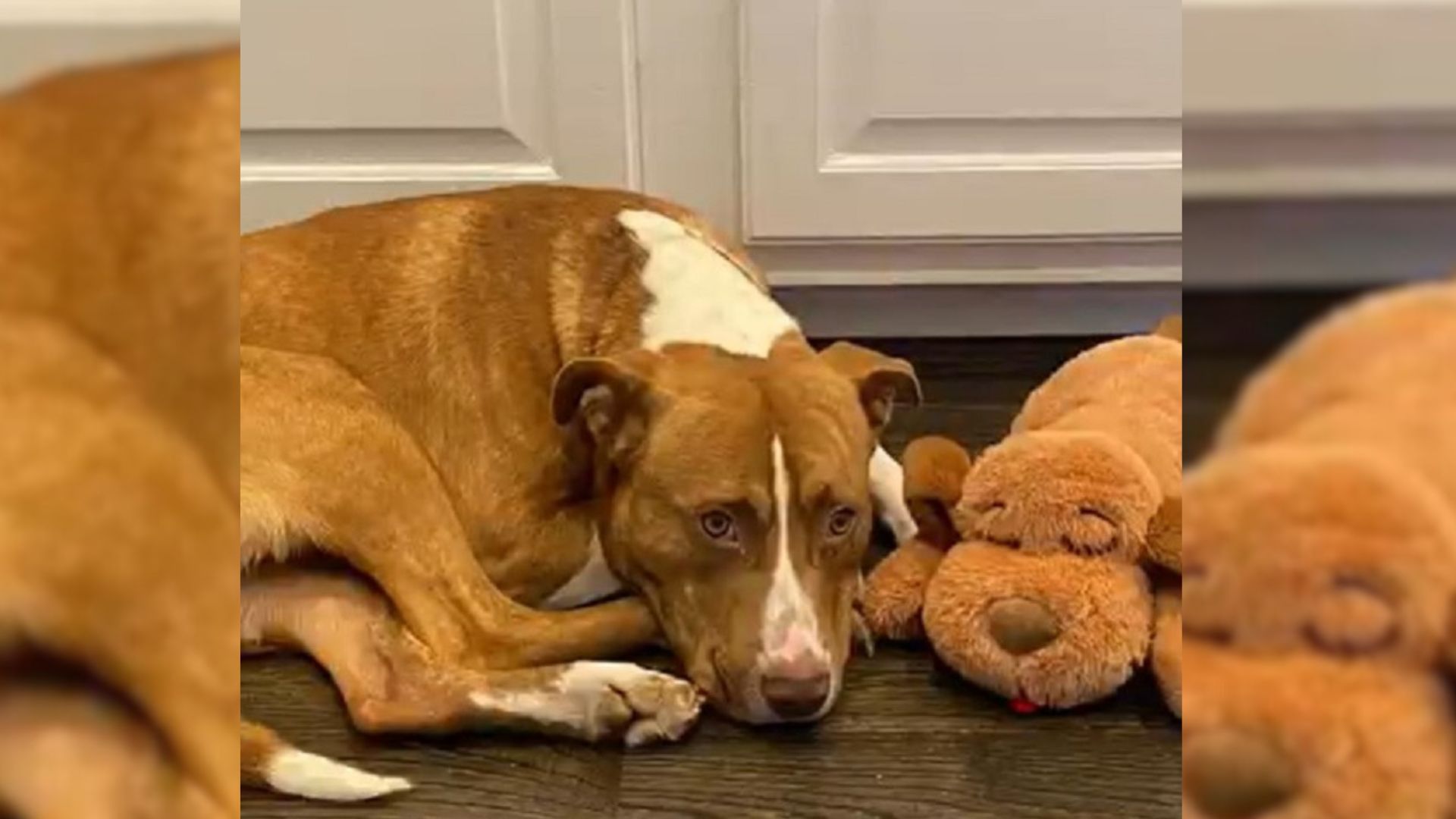 A Scared Pittie Overcomes His Fears After Finding His Forever Home