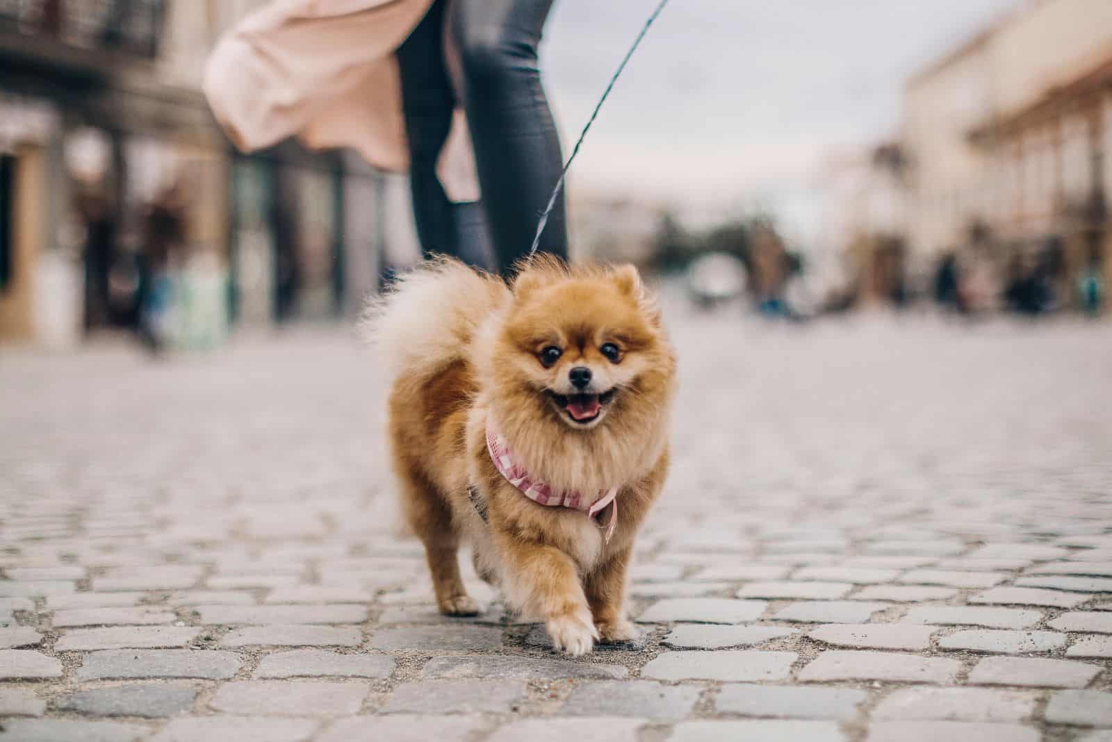 the pomeranian is walking on a leash