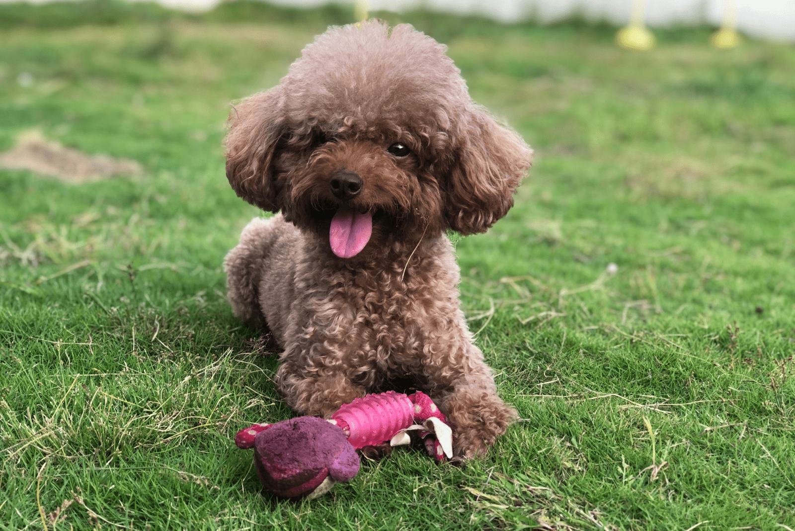 the poodle is sitting in the park